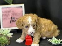 Romeo, a male Bichon Frise and Cavapoo for sale in Center Ridge, AR – Photo 4 of 9