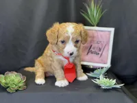 Romeo, a male Bichon Frise and Cavapoo for sale in Center Ridge, AR – Photo 8 of 9