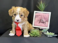 Romeo, a male Bichon Frise and Cavapoo for sale in Center Ridge, AR – Photo 5 of 9