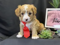 Romeo, a male Bichon Frise and Cavapoo for sale in Center Ridge, AR – Photo 1 of 9
