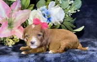 Coco, a female Cavapoo for sale in Center Ridge, AR – 5 of 9