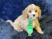 Ripley, a male Cavapoo for sale in Center Ridge, AR – 2 of 7