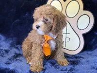 Tide, a male Cavapoo for sale in Center Ridge, AR – 7 of 10