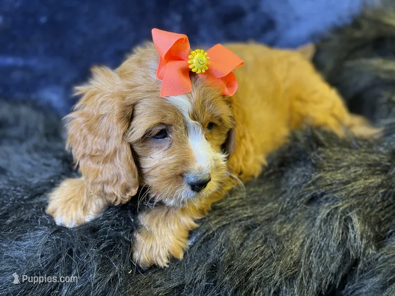 Haven – Cavapoo puppy for sale in Center Ridge, AR