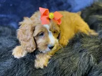 Haven, a female Cavapoo for sale in Center Ridge, AR – 1 of 7