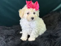 Cashmere, a female Bichpoo for sale in Center Ridge, AR – 7 of 8