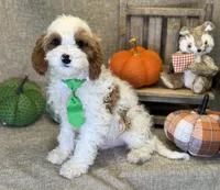 Titus, a male Cavapoo for sale in Center Ridge, AR – 1 of 6