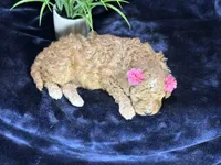 Claire, a female Poodle - Miniature  and Cavachon for sale in Center Ridge, AR – 9 of 10