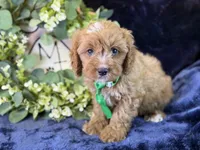 Clarke, a male Cavapoo for sale in Center Ridge, AR – 4 of 8