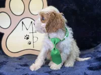 Titus, a male Cavapoo for sale in Center Ridge, AR – 5 of 5