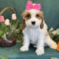 Crystal, a female Cavapoo for sale in Center Ridge, AR – Photo 3 of 10