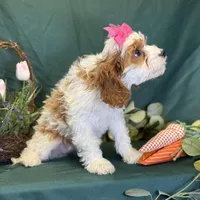 Crystal, a female Cavapoo for sale in Center Ridge, AR – Photo 9 of 10