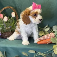 Crystal, a female Cavapoo for sale in Center Ridge, AR – Photo 10 of 10