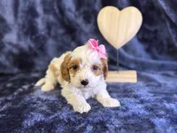 processed/4036fa3e-9181-4ca7-ac18-5e83269d62f8/listing/c57221a0-8b85-4dbd-9747-31b6d05cc94c/2612cf56-6654-4bde-85b2-af0dcebd6e6d