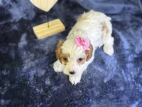 processed/4036fa3e-9181-4ca7-ac18-5e83269d62f8/listing/c57221a0-8b85-4dbd-9747-31b6d05cc94c/27d2f4d2-eecf-4d72-9fa9-95a5adf634e6