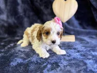 processed/4036fa3e-9181-4ca7-ac18-5e83269d62f8/listing/c57221a0-8b85-4dbd-9747-31b6d05cc94c/3af5f199-f983-4e55-a299-fea72ab953b9