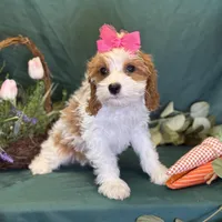 Crystal, a female Cavapoo for sale in Center Ridge, AR – Photo 6 of 10