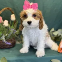 Crystal, a female Cavapoo for sale in Center Ridge, AR – Photo 1 of 10