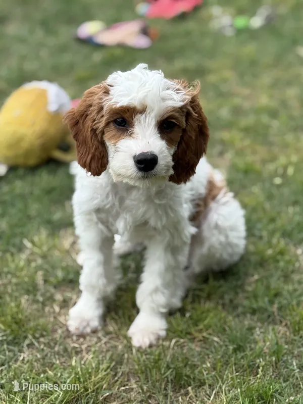 Crystal – Cavapoo puppy for sale in Center Ridge, AR
