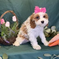 Crystal, a female Cavapoo for sale in Center Ridge, AR – Photo 8 of 10