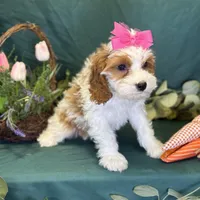 Crystal, a female Cavapoo for sale in Center Ridge, AR – Photo 7 of 10