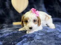 processed/4036fa3e-9181-4ca7-ac18-5e83269d62f8/listing/c57221a0-8b85-4dbd-9747-31b6d05cc94c/d874f46b-fad1-4129-ae4d-65ffda9ff877