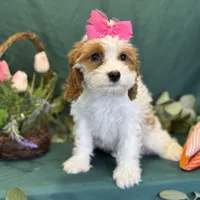 Crystal, a female Cavapoo for sale in Center Ridge, AR – Photo 2 of 10