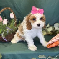 Crystal, a female Cavapoo for sale in Center Ridge, AR – Photo 5 of 10