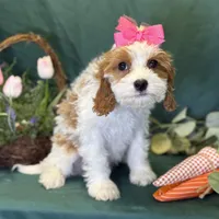 Crystal, a female Cavapoo for sale in Center Ridge, AR – Photo 4 of 10