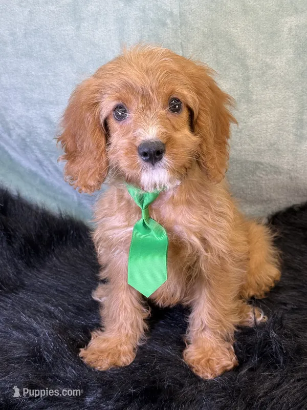 Finn – Cavapoo puppy for sale in Center Ridge, AR