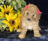 Claire, a female Poochon for sale in Center Ridge, AR – 4 of 10
