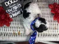 Auggie, a male Cavalier King Charles Spaniel and Poochon for sale in Center Ridge, AR – 2 of 10
