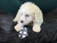 Casper, a male Bichpoo for sale in Center Ridge, AR – 5 of 6