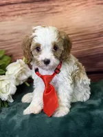 Ace, a male Cavapoo for sale in Center Ridge, AR – 4 of 10