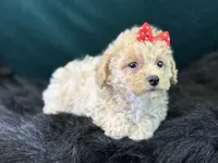 Paloma, a female Bichpoo for sale in Center Ridge, AR – 2 of 7