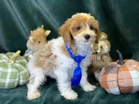 Oscar, a male Bichon Frise and Cavapoo for sale in Center Ridge, AR – 3 of 6