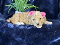 Claire, a female Poodle - Miniature  and Cavachon for sale in Center Ridge, AR – 8 of 10