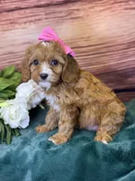 Coco, a female Cavapoo for sale in Center Ridge, AR – 5 of 7