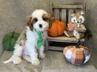 Titus, a male Cavapoo for sale in Center Ridge, AR – 4 of 6