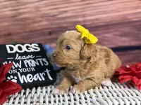 Marina, a female Cavalier King Charles Spaniel and Poochon for sale in Center Ridge, AR – 7 of 9