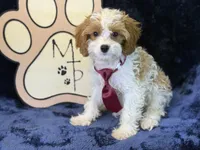 Kai, a male Cavapoo for sale in Center Ridge, AR – 2 of 7