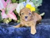 Nova, a female Cavapoo for sale in Center Ridge, AR – 3 of 10