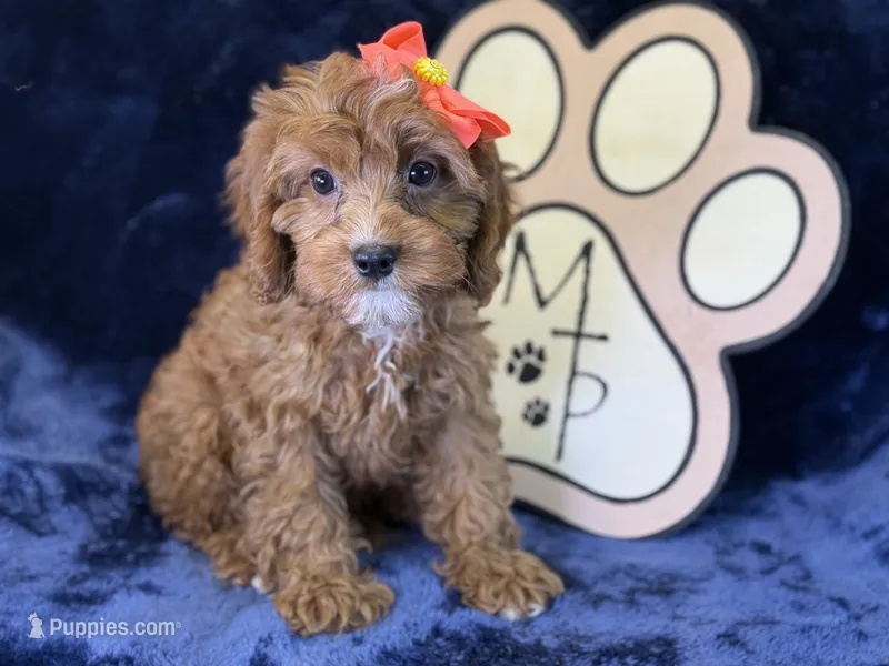 Moana – Cavapoo puppy for sale in Center Ridge, AR