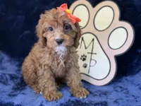 Moana, a female Cavapoo for sale in Center Ridge, AR – 1 of 9