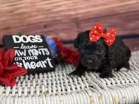 Rayne, a female Cavalier King Charles Spaniel and Poochon for sale in Center Ridge, AR – 6 of 10