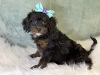 Maui, a female Cavalier King Charles Spaniel and Poochon for sale in Center Ridge, AR – 6 of 8