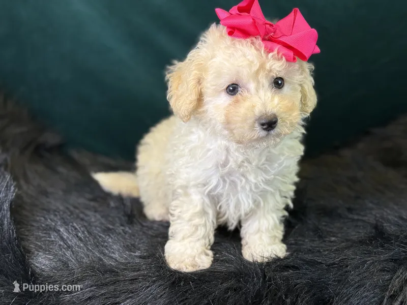 Cashmere – Bichpoo puppy for sale in Center Ridge, AR