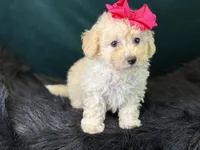 Cashmere, a female Bichpoo for sale in Center Ridge, AR – 1 of 8