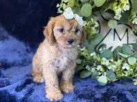 Stella, a female Cavapoo for sale in Center Ridge, AR – 2 of 7