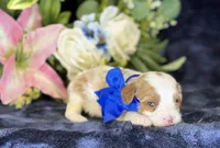 Milo, a male Cavapoo for sale in Center Ridge, AR – 2 of 9
